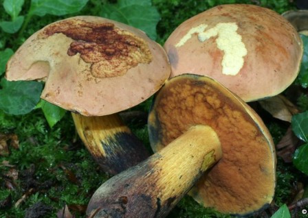     Boletus queletii 
